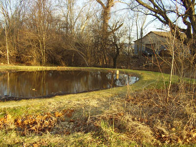 rain garden